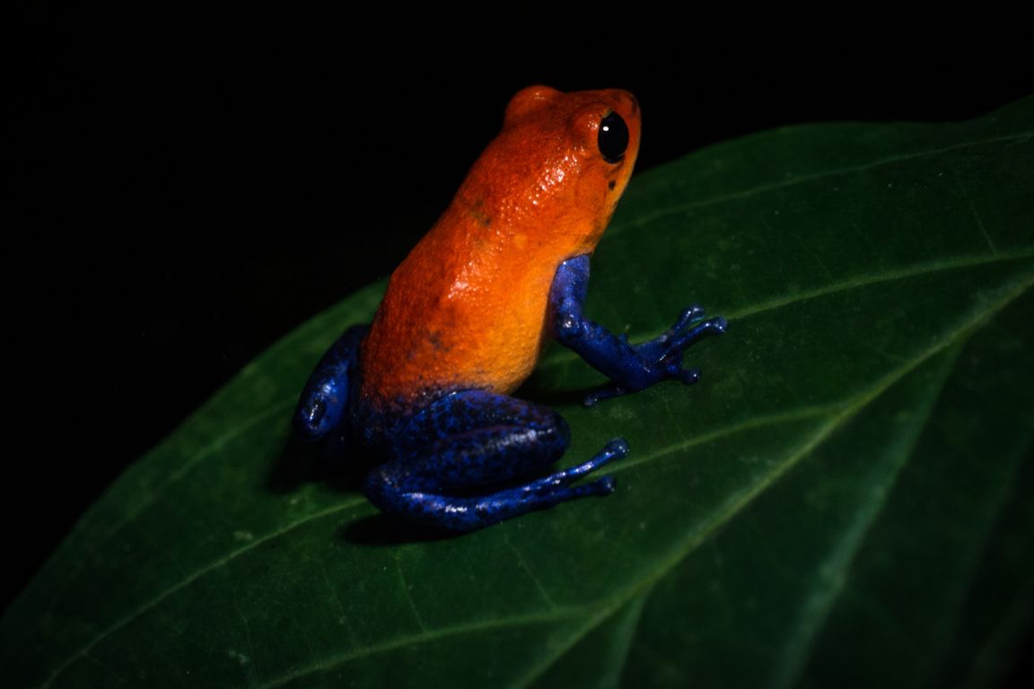 Pfeilgift-Laubfrosch auf einem Blatt während einer nächtlichen Arenal-Vulkan-Tour mit Arenal Volcano Costa Rica Tours