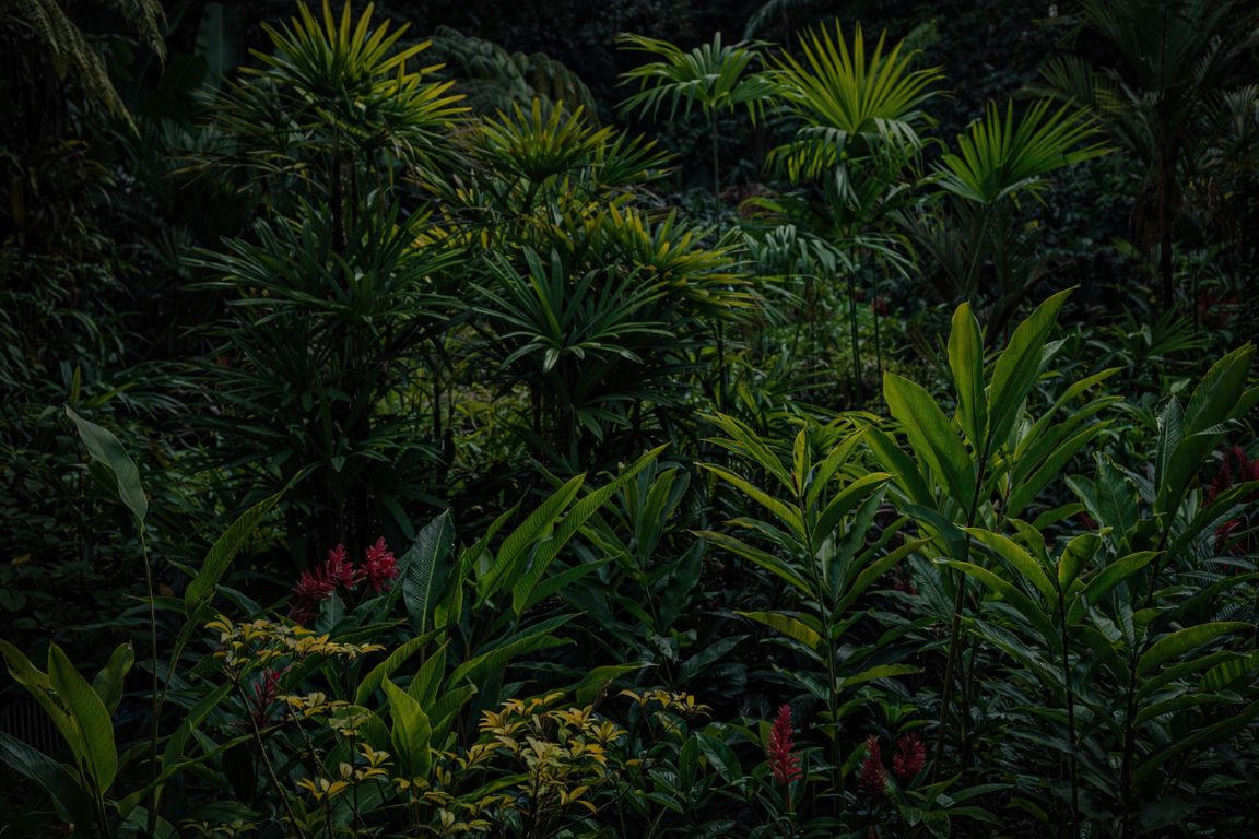 Tropical garden landscape with exotic greenery and palms seen during an Arenal Volcano Costa Rica Tours rainforest experience.