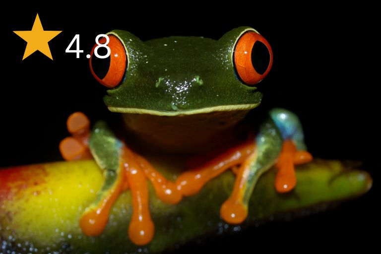 Costa Rican frog photo during a  night tour in natural habitat near Arenal Volcano