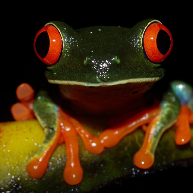 Frog during a Night Tour La Fortuna (Arenal Volcano National Park)