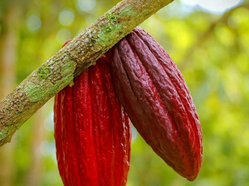 Coffee, Chocolate and Sugarcane Tour La Fortuna