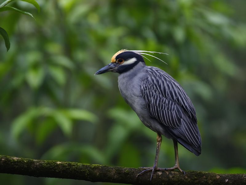 Photo of Costa Rican bird from Ecocentro Danaus tour La Fortuna