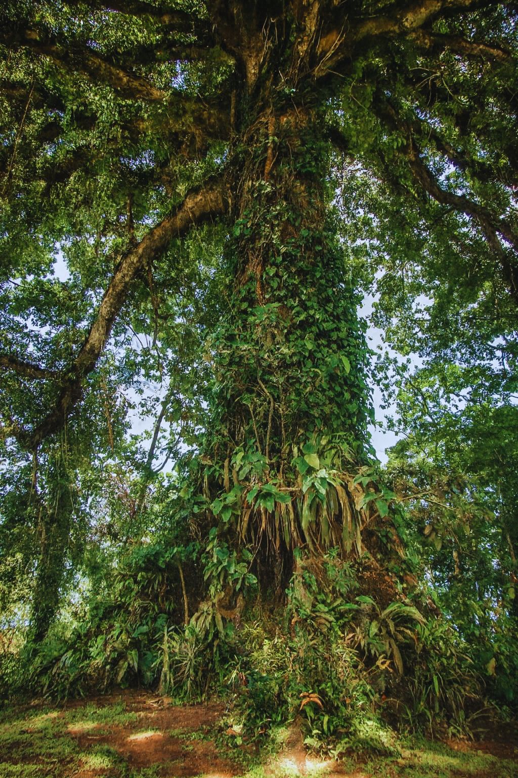 The Hollow Tree (Ceiba Tree) at Arenal