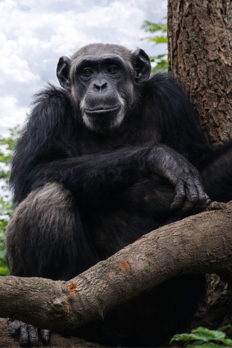 Wild monkey resting on a tree branch in the Arenal rainforest, photographed during a guided wildlife tour with Arenal Volcano Costa Rica Tours.
